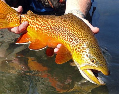 Tiger Trout So Beautiful Rogs Stuff Trout Fishing Lures Trout