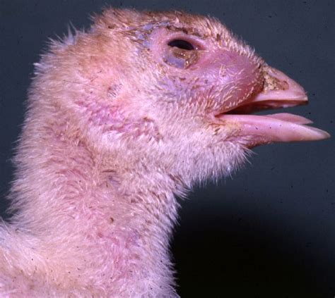 Avian Mycoplasmosis Disease Images Cfsph