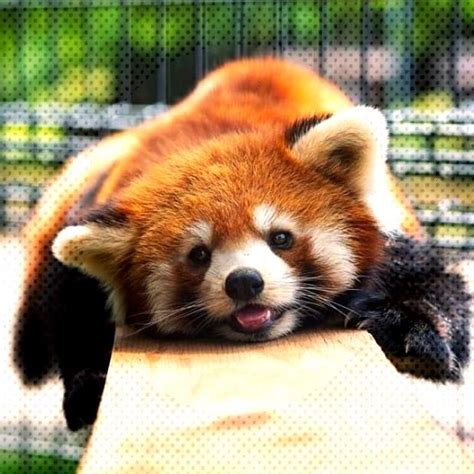 Mammals Pandas Red You Can Find Red Pandas And More On Our Website