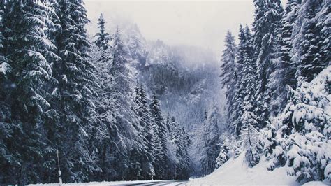 Download Winter Forest Wallpaper 1366x768