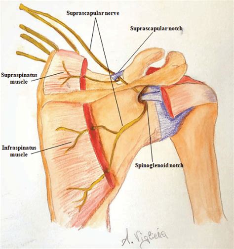 Suprascapular Nerve Route Of The Nerve And Its Relation With Muscles