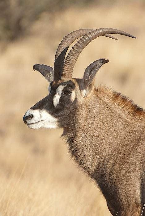 Dec 02, 2020 · in fact, the roan antelope is one of the largest bovids in africa. Trophy Hunting the Roan Antelope in South Africa - ASH ...
