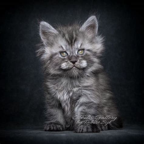 Find maine coon in cats & kittens for rehoming | find cats and kittens locally for sale or adoption in ontario : 30 Majestic Pictures of Maine Coon Cats by Robert Sijka
