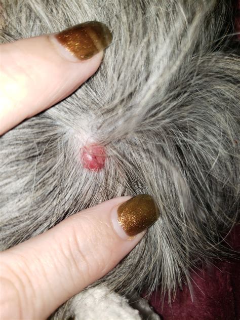 My Dog Has Groups Of Small Scabs On His Head And Neck They Are Not