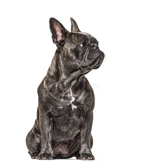 French Bulldog Sitting And Looking Away Isolated Stock Photo Image