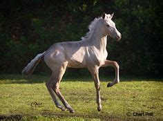 images  spains andalusian horse  pinterest andalusian horse horses  spanish