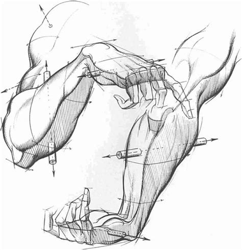 Foreshortening Hand Drawing At Getdrawings Free Download