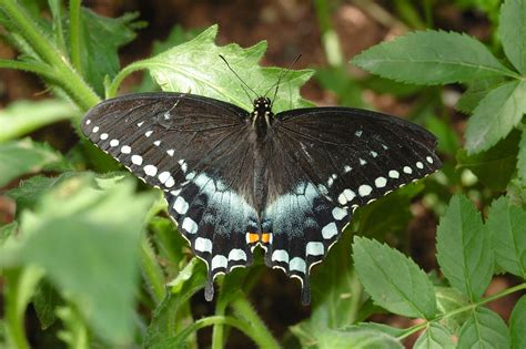 Spicebush Swallowtail Butterfly Of The Earth