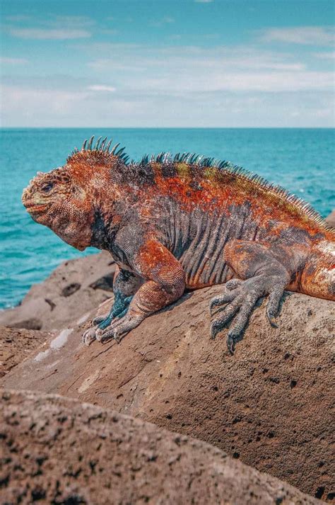 11 Unique Animals To See In The Galapagos Islands Hand Luggage Only