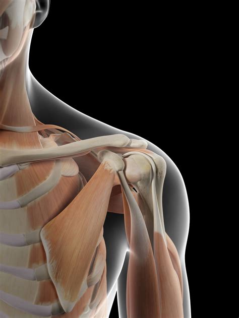 Shoulder Joint Anatomy Diagram