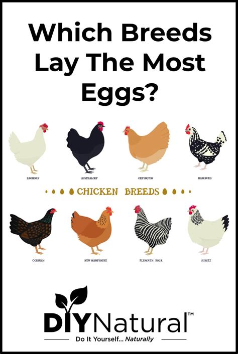 Laying Chickens Breeds Best Egg Laying Chickens Cute Chickens Sexiz Pix