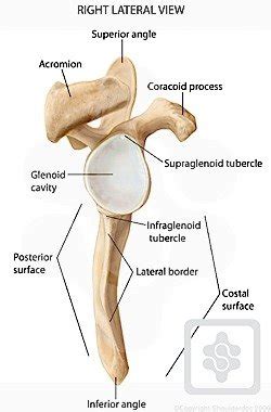 The shoulder joint itself known as the glenohumeral joint, (is a. Bones & Joints of the Shoulder | ShoulderDoc