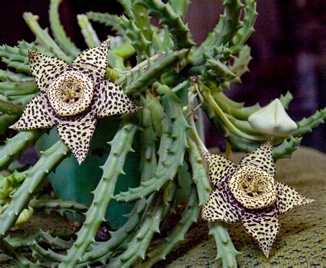 Unique Succulent Starfish Cactus Stapelia Orbea Variegata 15 Seeds