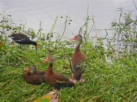 Ducks At Wakodahatchee Florida Rambler