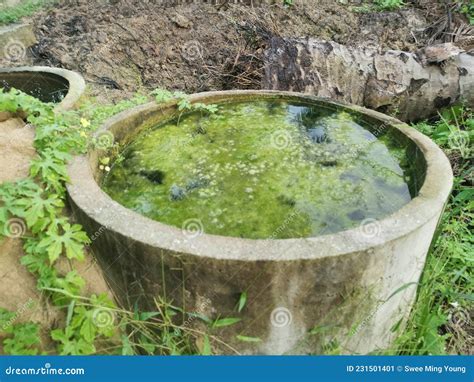 Algae Sludge Floating On The Overflow Concrete Well Ring Surface Stock