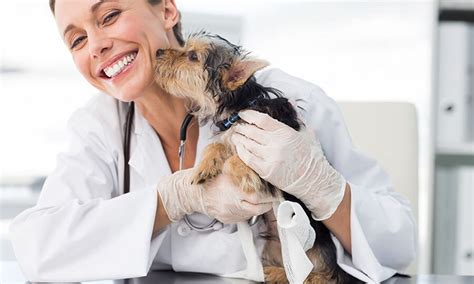 Pros And Cons Of Becoming A Vet Petprofessional