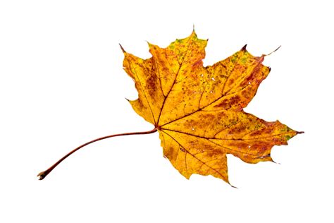Autumn Leaves Leaf Free Photo On Pixabay