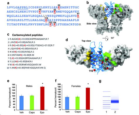 Peptide Mapping Of Erythropoietin Carbamoylation A The Amino Acid
