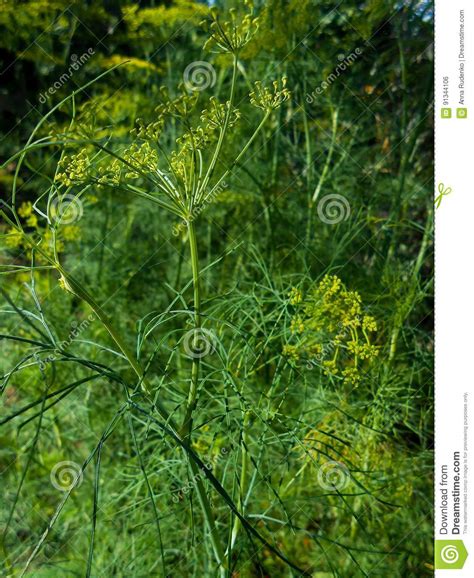 Close Up Background With Yellow Flowers On Flowering Dill Herb Stock