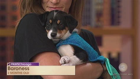 Paws Pets Featured In Spooky Mutt Strut Abc7 Chicago