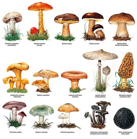 Ciencias Naturales El Reino Fungi O De Los Hongos