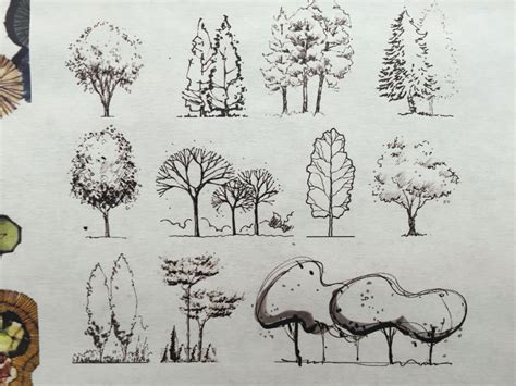Landscape Architecture Drawing Trees Eilene Vu