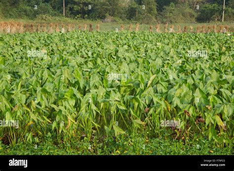 Agriculture China Guilin Hi Res Stock Photography And Images Alamy
