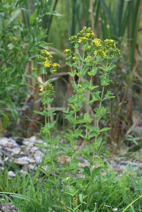 Hypericum Punctatum Spotted St Johns Wort Go Botany