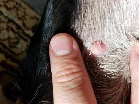 Red Growth Bump On Puppy Belly Dog Forum