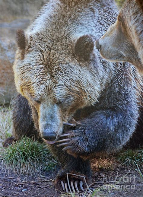 A Grizzly Bear With An Itch Photograph By Jim Fitzpatrick Fine Art