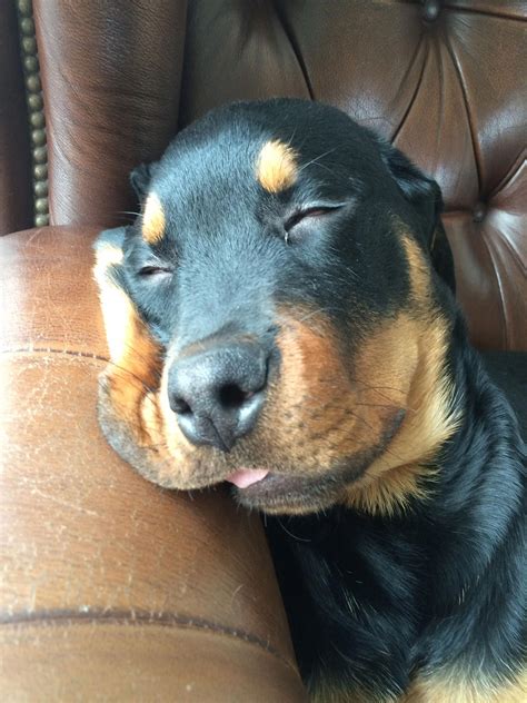 Our 4 Month Old Rottweiler Pup In Deep Sleep Dreaming Of Big Tasty