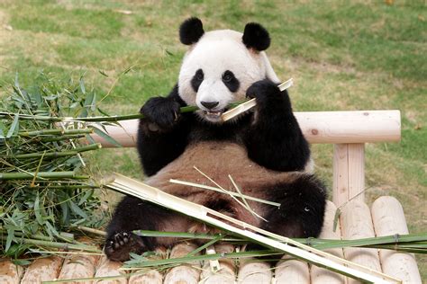 Extinct Giant Panda Lineage Discovered Thanks To Dna From 22000 Year