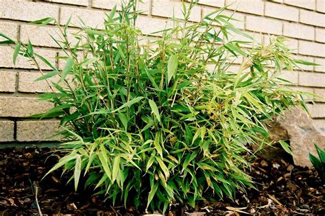 Fargesia Bamboo Plants Hardy And Non Invasive Bamboo Plants Hq 2022