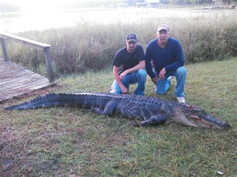 Ga Alligator Hunting Quota Sees First Increase In Years Wabe