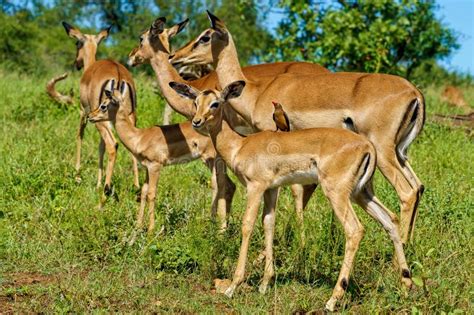 The Deer On The Safari In Chobe National Park Botswana Africa Stock