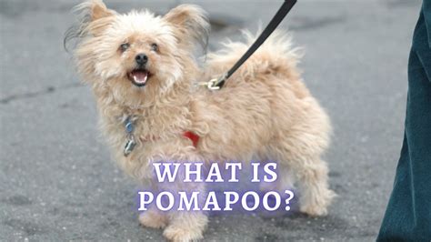 Pomapoo Pomeranian Poodle Mix Breed Profile