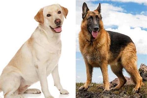 What Dog Is Better Than A German Shepherd