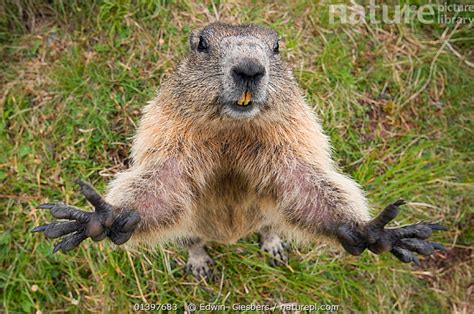 Nature Picture Library RF- Alpine marmot (Marmota marmota ...