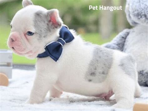 Will be vet checked and up to date on shots. The Teacup French Bulldog What You Need To Know | Teacup ...
