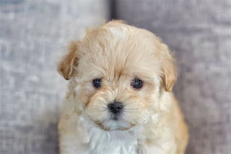 Charming Brown Puppy Maltipoo Looks At The Camera Stock Photo Image