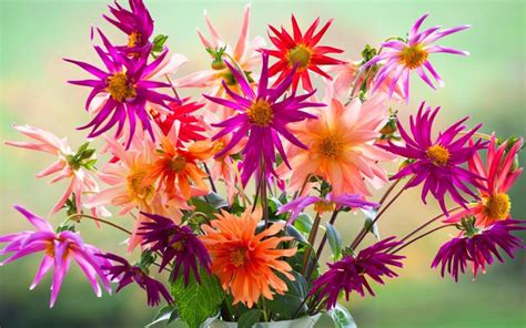 Drugstore flowers obviously won't last as long as the flowers you get from a speciality store, says roman. The best annuals to grow for cut flowers all summer long ...