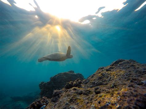 Underwater Photo Of Turtle Near Rock Formation During Daytime Photo