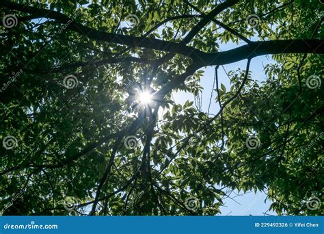 Green Trees In A Sunny Day The Sun Through The Treetops Stock Photo