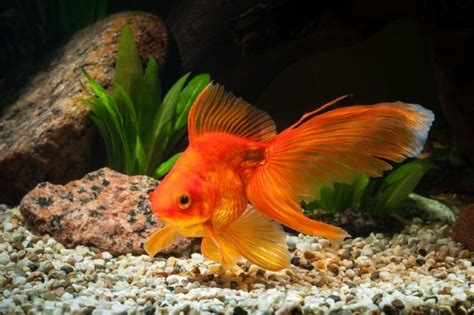 41 Facts About Goldfish That Will Surprise You Pet Keen