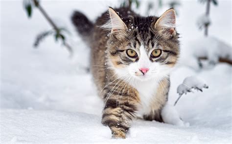 Cat Cats Feline Winter Snow Wallpapers Hd Desktop And Mobile