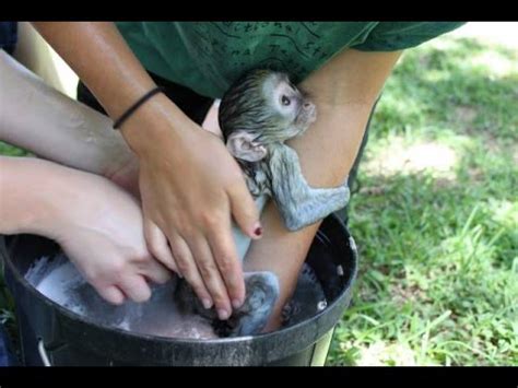 And the capuchin monkeys have been and still are considered to be the world's most. baby monkey having a bath - YouTube