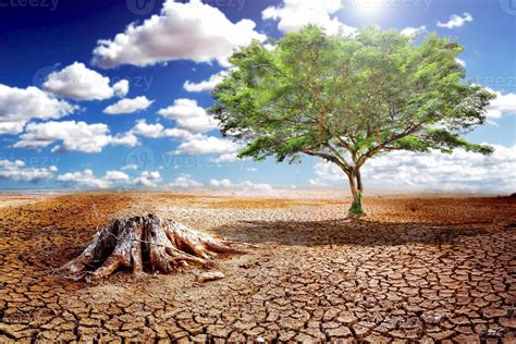 Ecology Drought Fighting Life Concept Lonely Green Tree In Drought