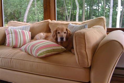 Maybe you would like to learn more about one of these? 14 Tips on Buying Pet-Friendly Furniture That'll Stand Up ...