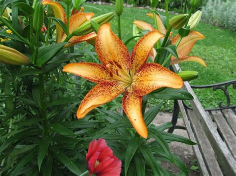 Lily Lilium Kentucky In The Lilies Database