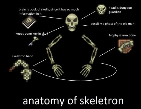 Anatomy Of Skeletron Rterraria